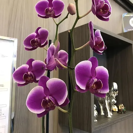 Brenta Hotel Milan